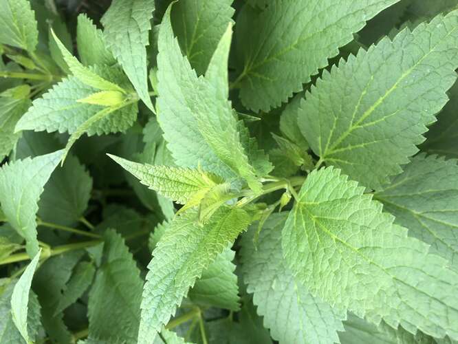 Afbeelding bij Dropplant wordt te hoog