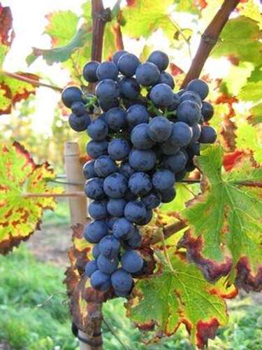 Afbeelding bij Druif - Vitis 'Regent'