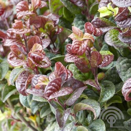 Afbeelding bij Druifheide - Leucothoe ax. &#039;Curly Red&#039; ® 