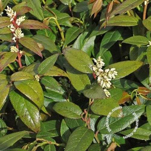 Afbeelding bij Druifheide - Leucothoe &#039;Lovita&#039; 