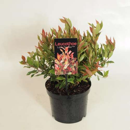 Afbeelding bij Druifheide - Leucothoe &#039;Little Flames&#039; 