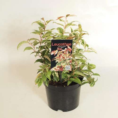 Afbeelding bij Druifheide - Leucothoe fon. 'Makijaz' ® 