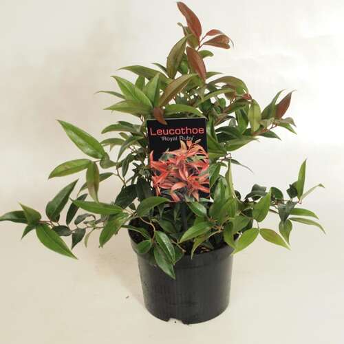 Afbeelding bij Druifheide - Leucothoe keiskei &#039;Royal Ruby&#039;