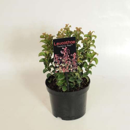 Afbeelding bij Druifheide - Leucothoe ax. &#039;Twisting Red&#039; ® 