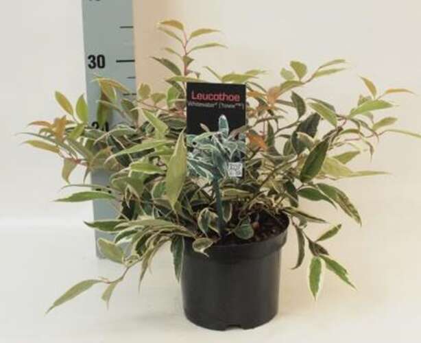 Afbeelding bij Druifheide - Leucothoe fon. 'White Water'