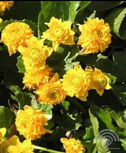 Afbeelding bij Dubbele Dotterbloem - Caltha palustris &#039;Multiplex&#039; 