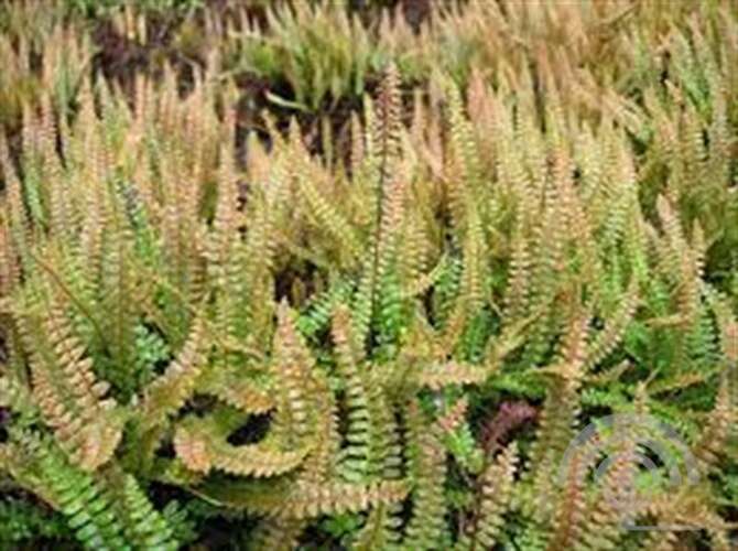 Afbeelding bij Dubbelloof - Blechnum penna marina