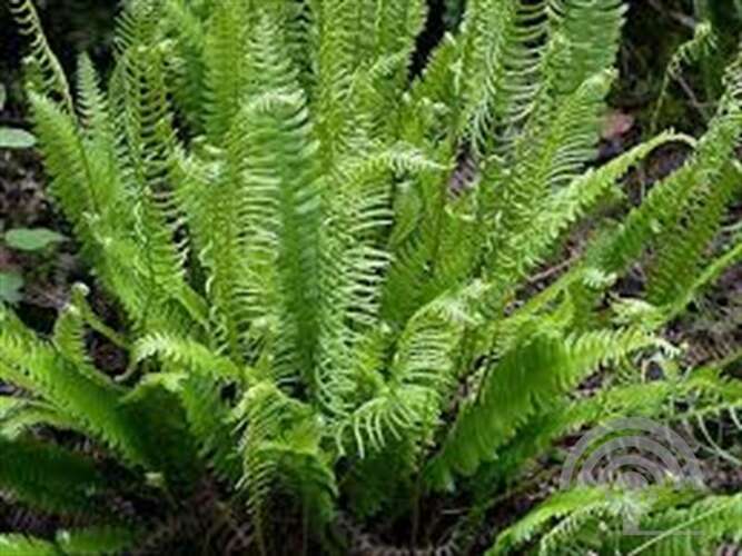 Afbeelding bij Dubbelloof - Blechnum spicant