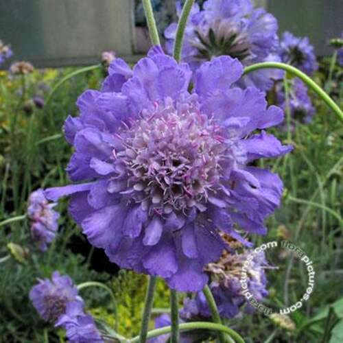 Afbeelding bij Duifkruid - Scabiosa col. 'Butterfly Blue'