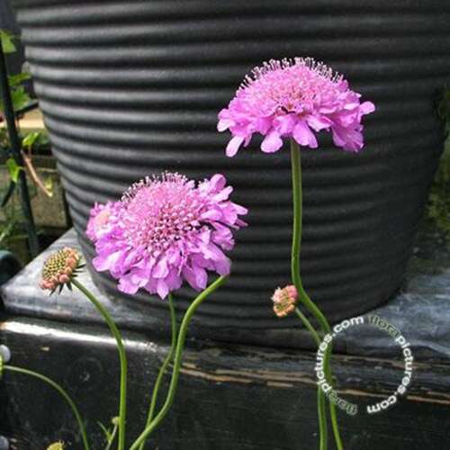 Afbeelding bij Duifkruid - Scabiosa col. &#039;Pink Mist&#039; 