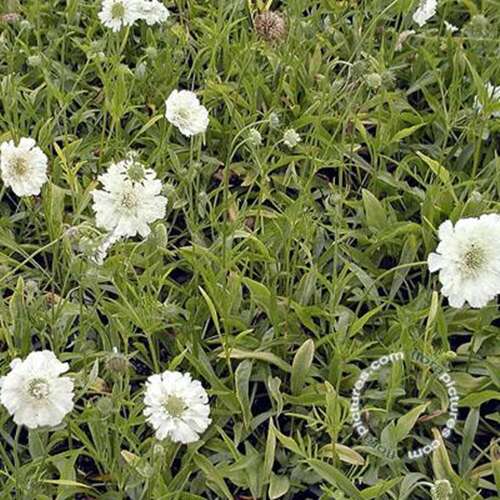Afbeelding bij Duifkruid - Schurftkruid - Scabiosa cauc. 'Alba'