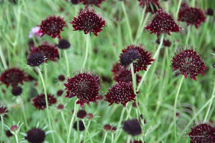 Afbeelding bij Duifkruid - Schurftkruid - Scabiosa &#039;Chile Black&#039; 