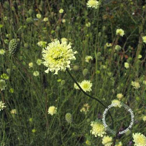 Afbeelding bij Duifkruid - Schurftkruid - Scabiosa ochroleuca 