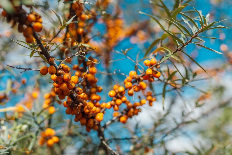 Afbeelding bij Duindoorn - Hippophae rhamnoides