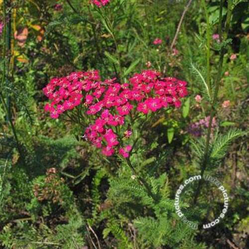 Afbeelding bij Duizenblad mil. &#039;Red Beauty&#039;