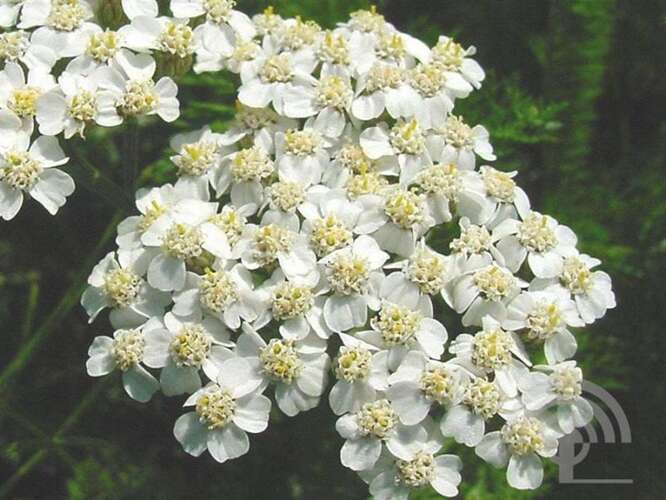 Duizenblad mil. &amp;#39;Schneetaler&amp;#39;