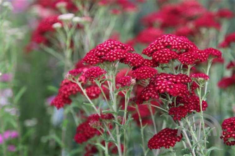 Afbeelding bij Duizenblad mil. &#039;Red Velvet&#039;  