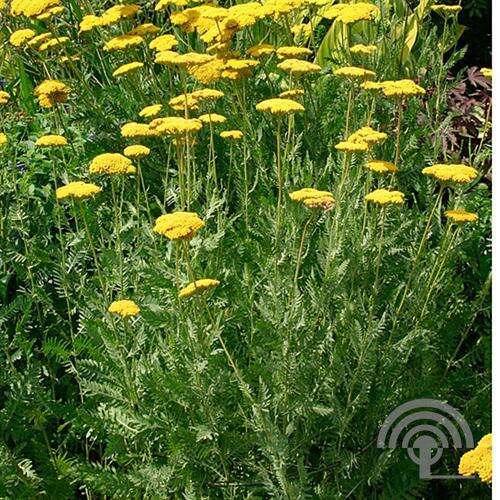 Afbeelding bij Duizendblad &#039;Coronation Gold&#039;