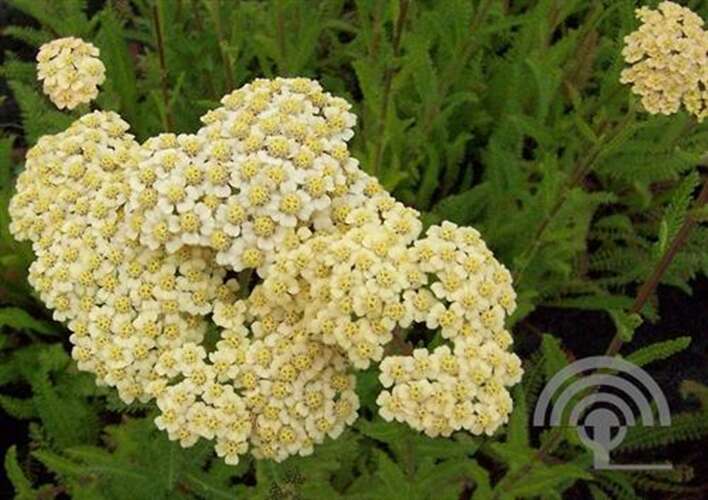 Afbeelding bij Duizendblad mil. &#039;Cerise Queen&#039;