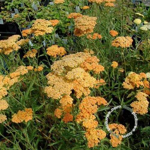 Afbeelding bij Duizenblad  &#039;Terracotta&#039;  