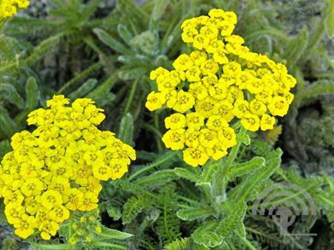 Afbeelding bij Duizendblad  Tomentosa