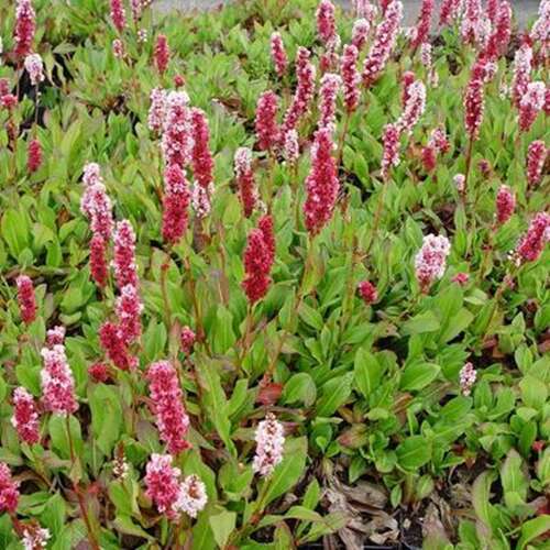 Afbeelding bij Duizendknoop - Persicaria aff. &#039;Kabouter&#039; 