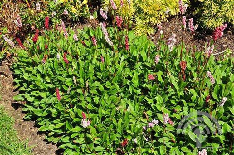 Afbeelding bij Duizendknoop - Persicaria aff. &#039;Superba&#039;