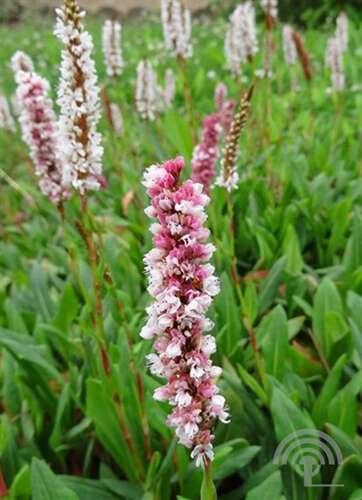 Afbeelding bij Duizendknoop - Persicaria affinis