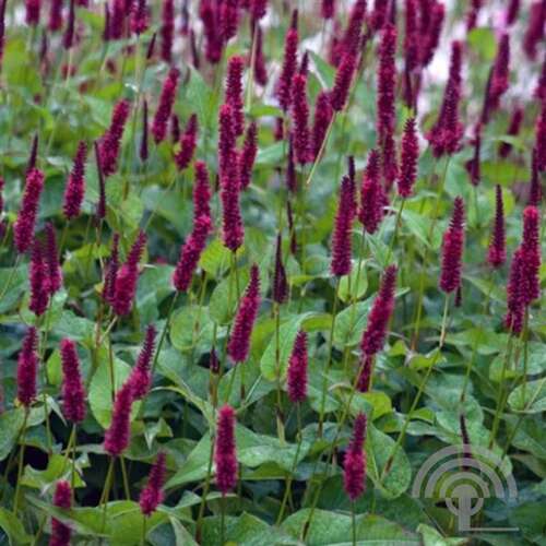 Afbeelding bij Duizendknoop - Persicaria amplex. 'Blackfield'® 