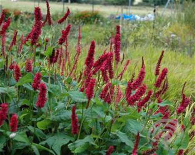 Afbeelding bij Duizendknoop - Persicaria amplex. &#039;Fat Domino&#039; 