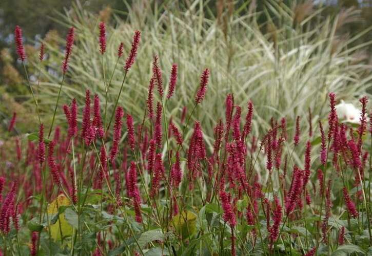 Afbeelding bij Duizendknoop - Persicaria amplex. 'Firetail' (='Speciosa')