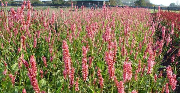 Afbeelding bij Duizendknoop - Persicaria amplex. 'High Society' 