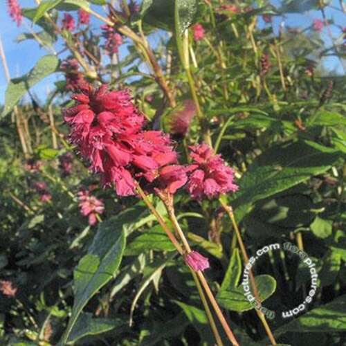 Afbeelding bij Duizendknoop - Persicaria amplex. &#039;Inverleith&#039;