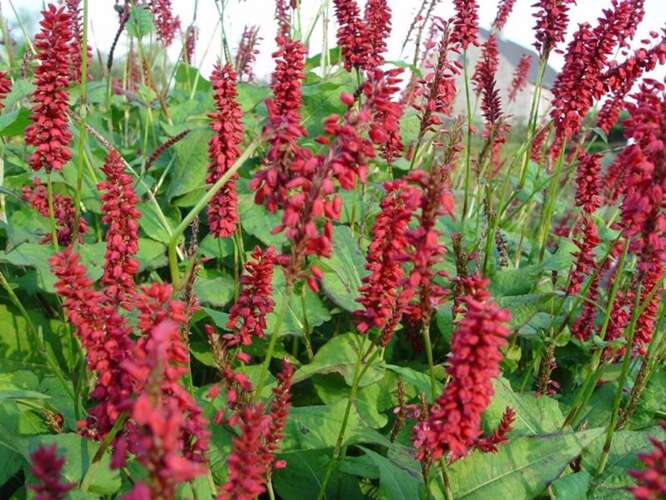 Afbeelding bij Duizendknoop - Persicaria amplex. &#039;JS Caliente&#039; 