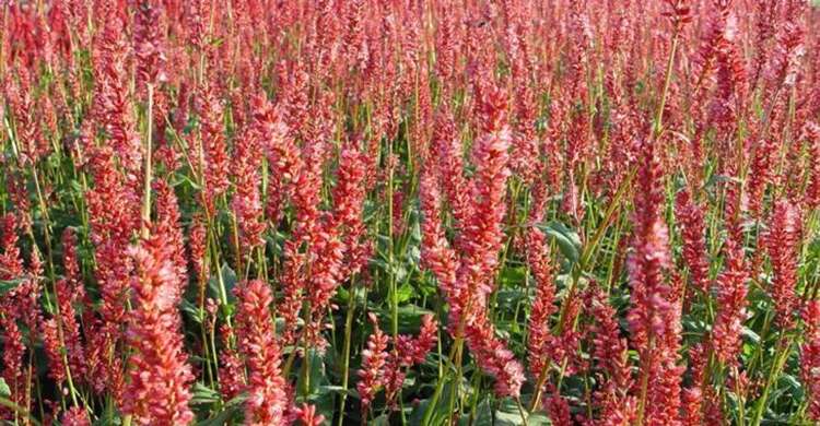 Afbeelding bij Duizendknoop - Persicaria amplex. &#039;Orange Field&#039; 