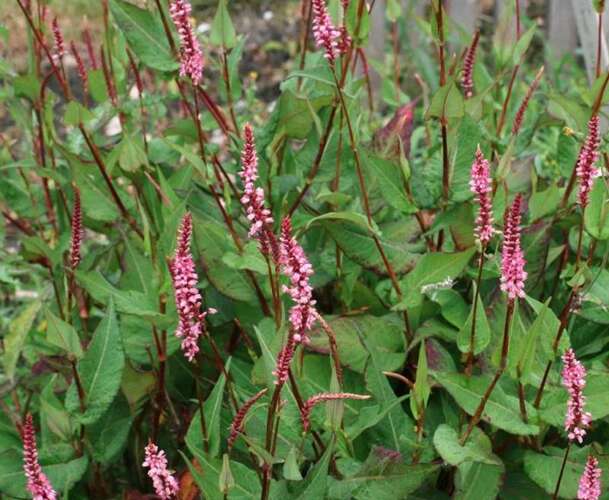 Afbeelding bij Duizendknoop - Persicaria amplex. &#039;Pink Elephant&#039; 