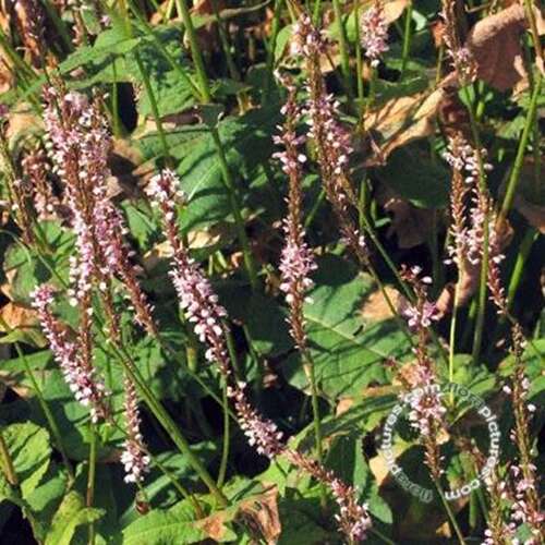 Afbeelding bij Duizendknoop - Persicaria amplex. &#039;Rosea&#039; 