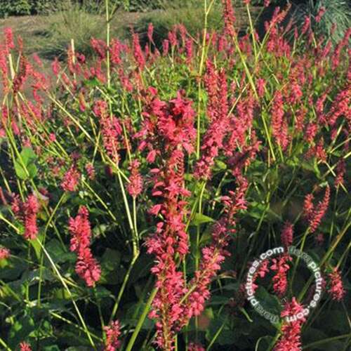 Afbeelding bij Duizendknoop - Persicaria amplex. 'Speciosa'