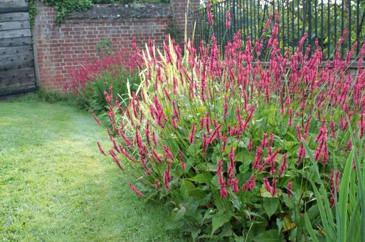 Afbeelding bij Duizendknoop - Persicaria amplex. 'Summer Dance' 