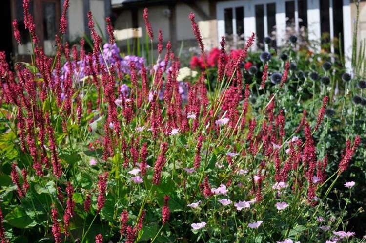 Afbeelding bij Duizendknoop - Persicaria amplex. &#039;Taurus&#039; 