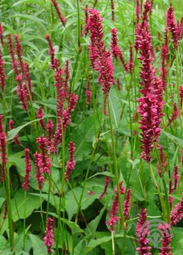 Afbeelding bij Duizendknoop - Persicaria amplexicaulis 