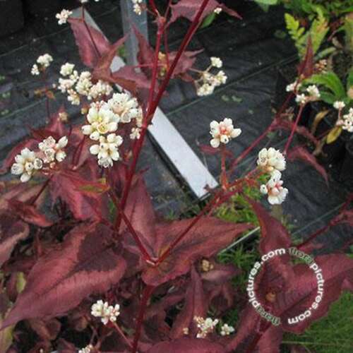 Afbeelding bij Duizendknoop - Persicaria microceph. 'Red Dragon'® 