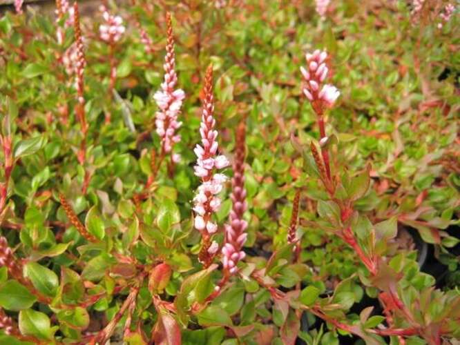 Afbeelding bij Duizendknoop - Persicaria vacciniifolia