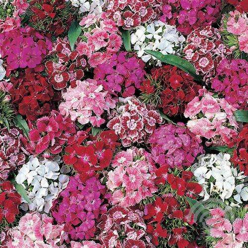Afbeelding bij Duizendschoon - Dianthus barbatus 