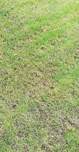 kijken Verouderd Bevestigen aan dunne grasmat na aanleg nieuwe graszoden