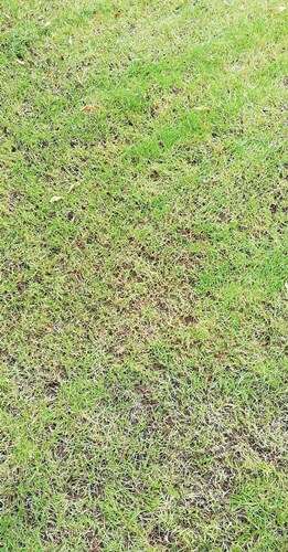 Afbeelding bij dunne grasmat na aanleg nieuwe graszoden
