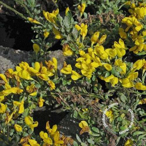Afbeelding bij Dwergbrem - Cytisus Decumbens 