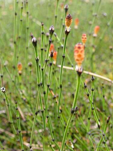 Afbeelding bij Dwergholpijp - Equisetum scirpoides