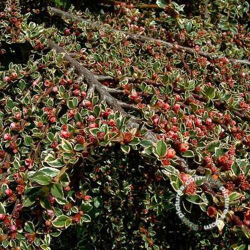 Afbeelding bij Dwergmispel - Cotoneaster atrop. &#039;Variegatus&#039; 