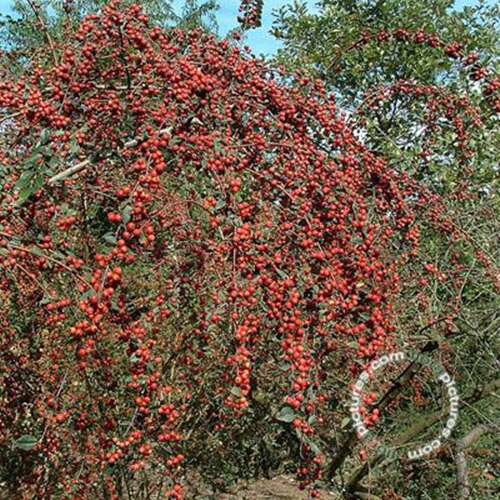 Afbeelding bij Dwergmispel - Cotoneaster bullatus